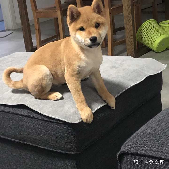 如何分辨柴犬的品相 知乎 如何分辨柴犬的品相 知乎
