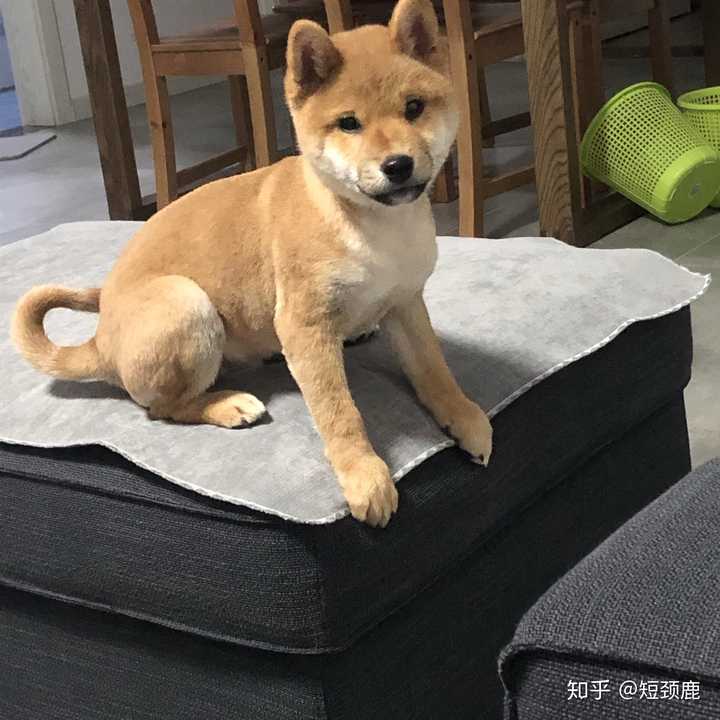 如何分辨柴犬的品相 知乎