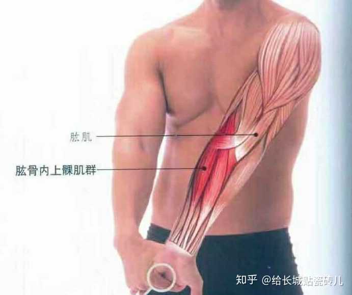 搬完东西后 小臂筋痛 双手握拳无力 感觉握不紧 且小臂疼痛感加重 知乎 搬完东西后 小臂筋痛 双手握拳无力 感觉握不紧 且小臂疼痛感加重 知乎