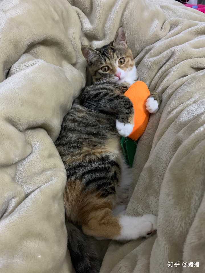 纯种狸花猫标准 纯种狸花猫辨认图片 中国狸花猫在美国售价