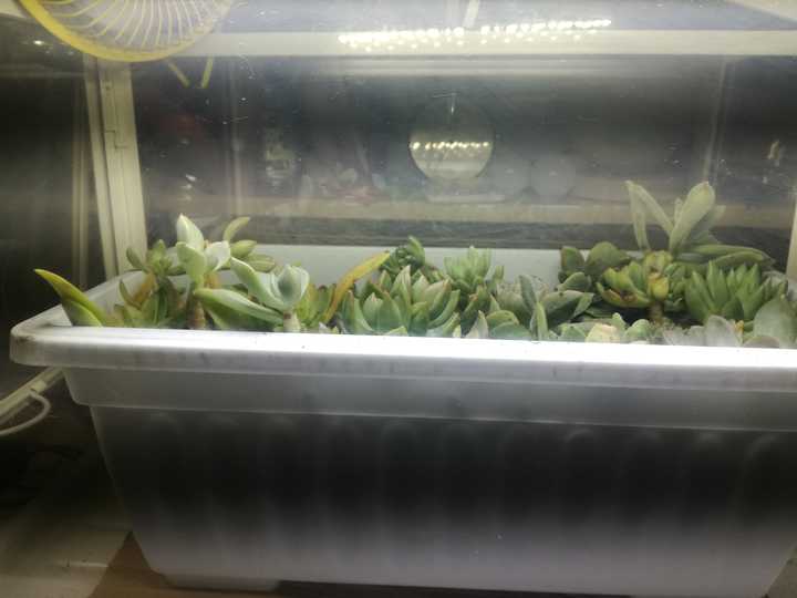 多肉植物可以照led灯吗 知乎 多肉植物可以照led灯吗 知乎