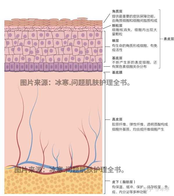 皮膚的結構(圖源:冰寒.聽肌膚的話2:問題肌膚護理全書)