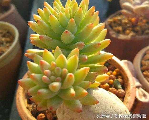 多肉徒长后再养好是什么样的体验 知乎 多肉徒长后再养好是什么样的体验 知乎