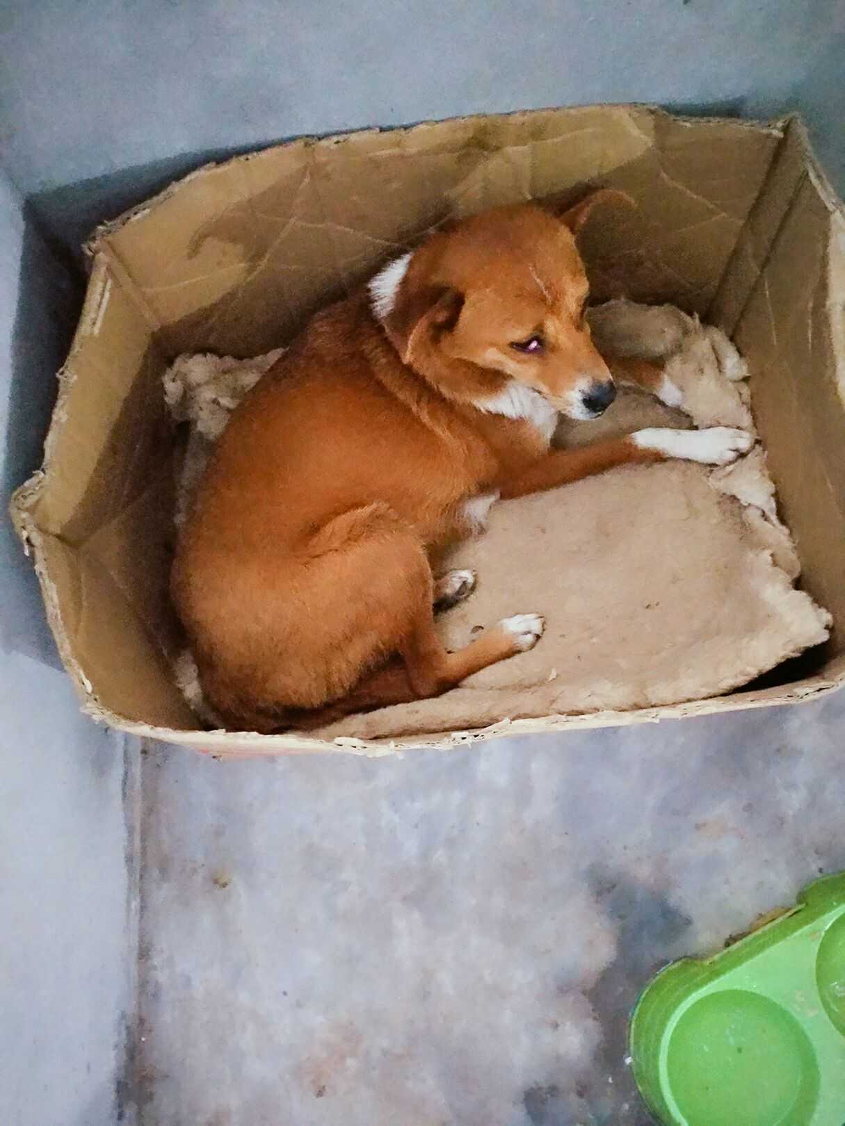 土狗怎么繁殖 哪种狗狗水门最大