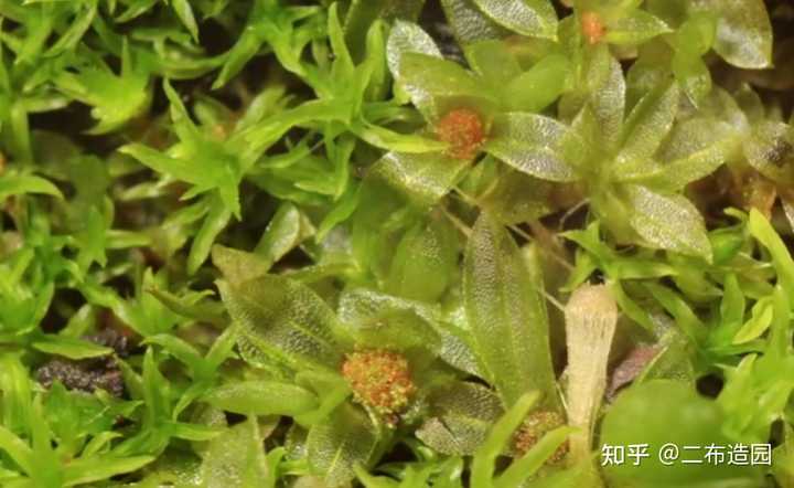 苔花究竟长什么样子 知乎 苔花究竟长什么样子 知乎