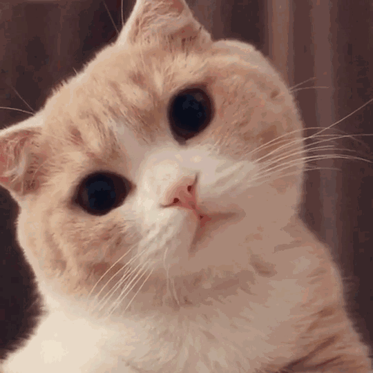 有哪些好看的 猫咪动图 表情包 知乎 有哪些好看的 猫咪动图 表情包 知乎