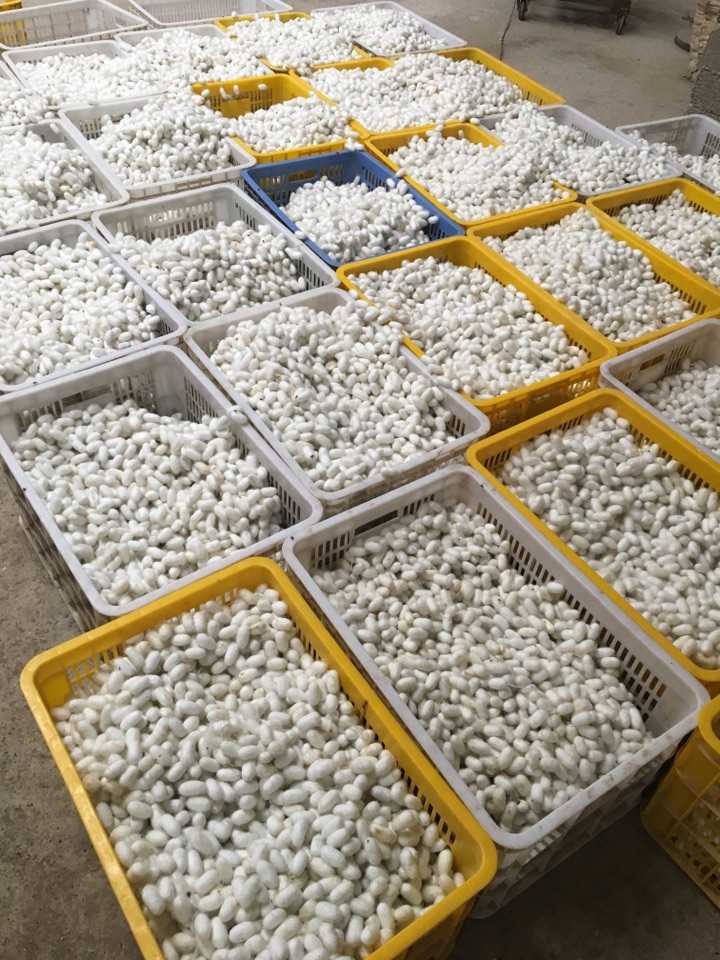 新一批的新鲜桑蚕茧,个大,色白,茧层厚,这些是做丝绸以及我们做蚕丝被