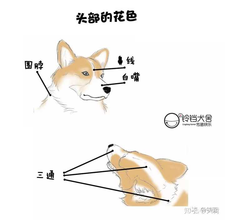 柯基如何挑选 价格在多少 购买时应该注意什么 知乎 柯基如何挑选 价格在多少 购买时应该注意什么 知乎