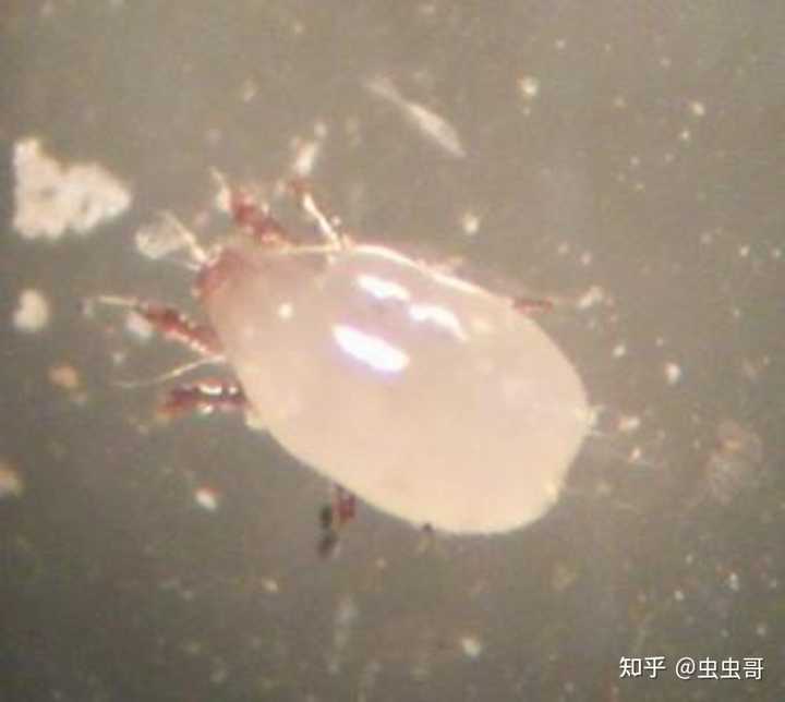 这种粉螨是怎么来的,怎么根治? - 知乎