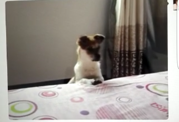 狗是怎么理解离别的 知乎