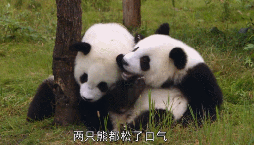 熊猫头摸耳朵动图图片