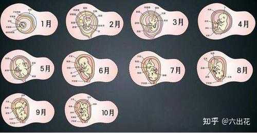 人的孕期到底是9个月还是10个月? - 知乎