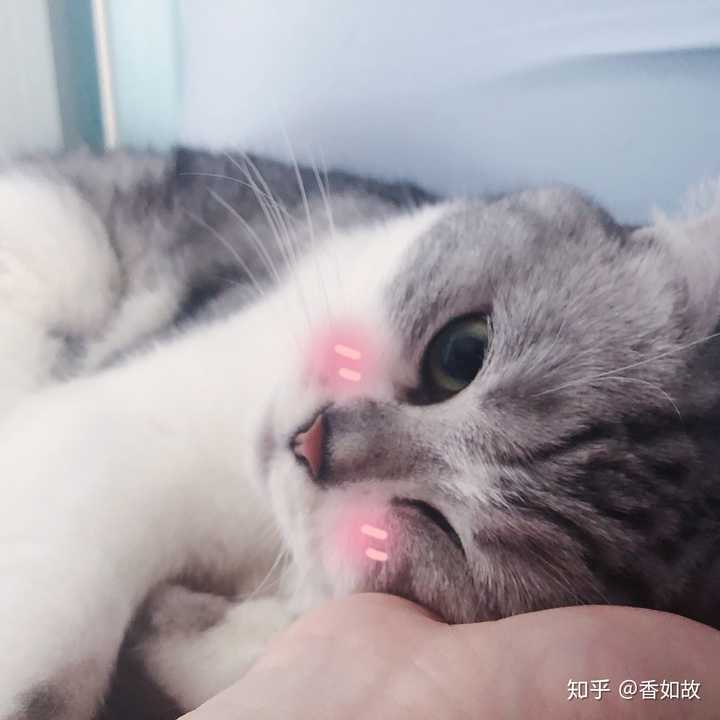 猫咪去世后 如何让自己不那么难过 知乎
