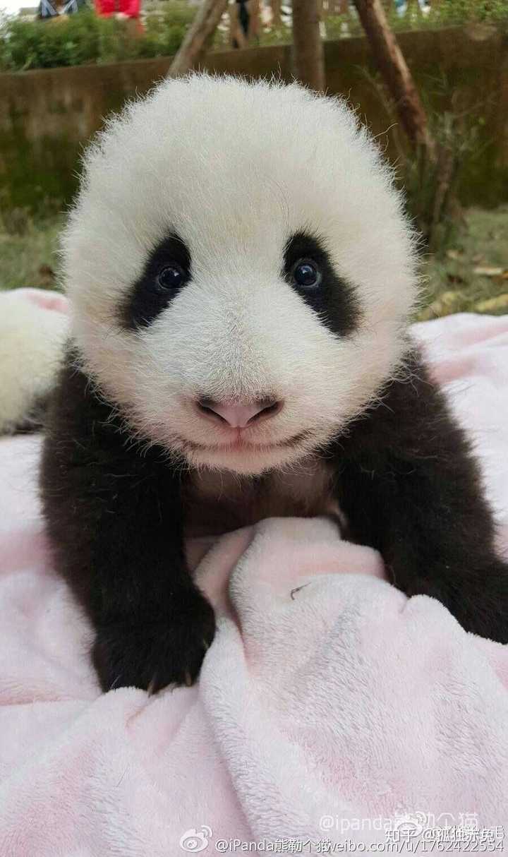 怎样才能捏到熊猫耳朵!