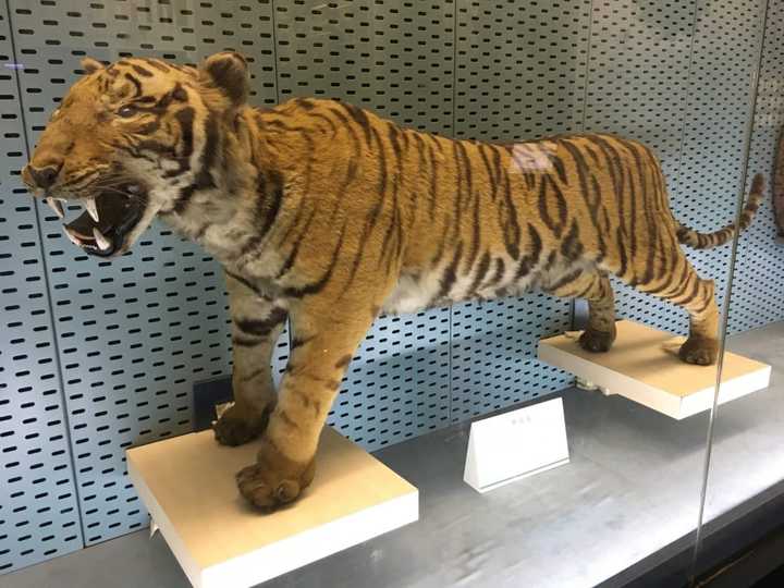 60年后,站在这只狗模狗样的老虎标本前,隔着厚厚的玻璃仍不免胆寒!