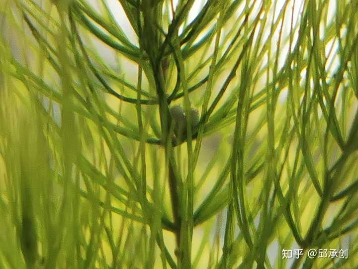鱼缸里种什么种类的水草最容易打理 请推荐几种好养好看的 邱承创的回答 知乎 鱼缸里种什么种类的水草最容易打理 请推荐几种好养好看的 邱承创的回答 知乎