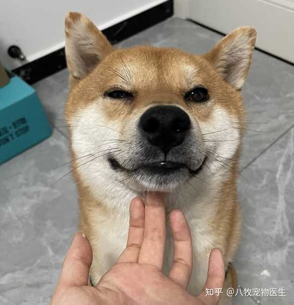 狗狗拉稀大概两天多了可是精神喝食欲都好求助 知乎 狗狗拉稀大概两天多了可是精神喝食欲都好求助 知乎