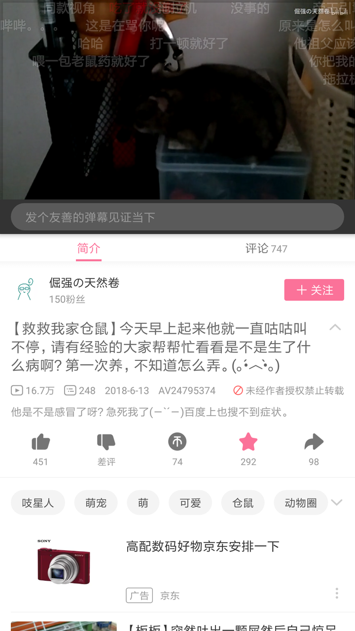 耗子为什么咕咕的叫声 老人说老鼠咕咕叫不好 老鼠咕咕咕表示