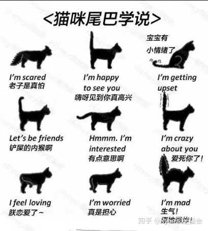 能否根据猫尾巴的动作来判断它的情绪 知乎