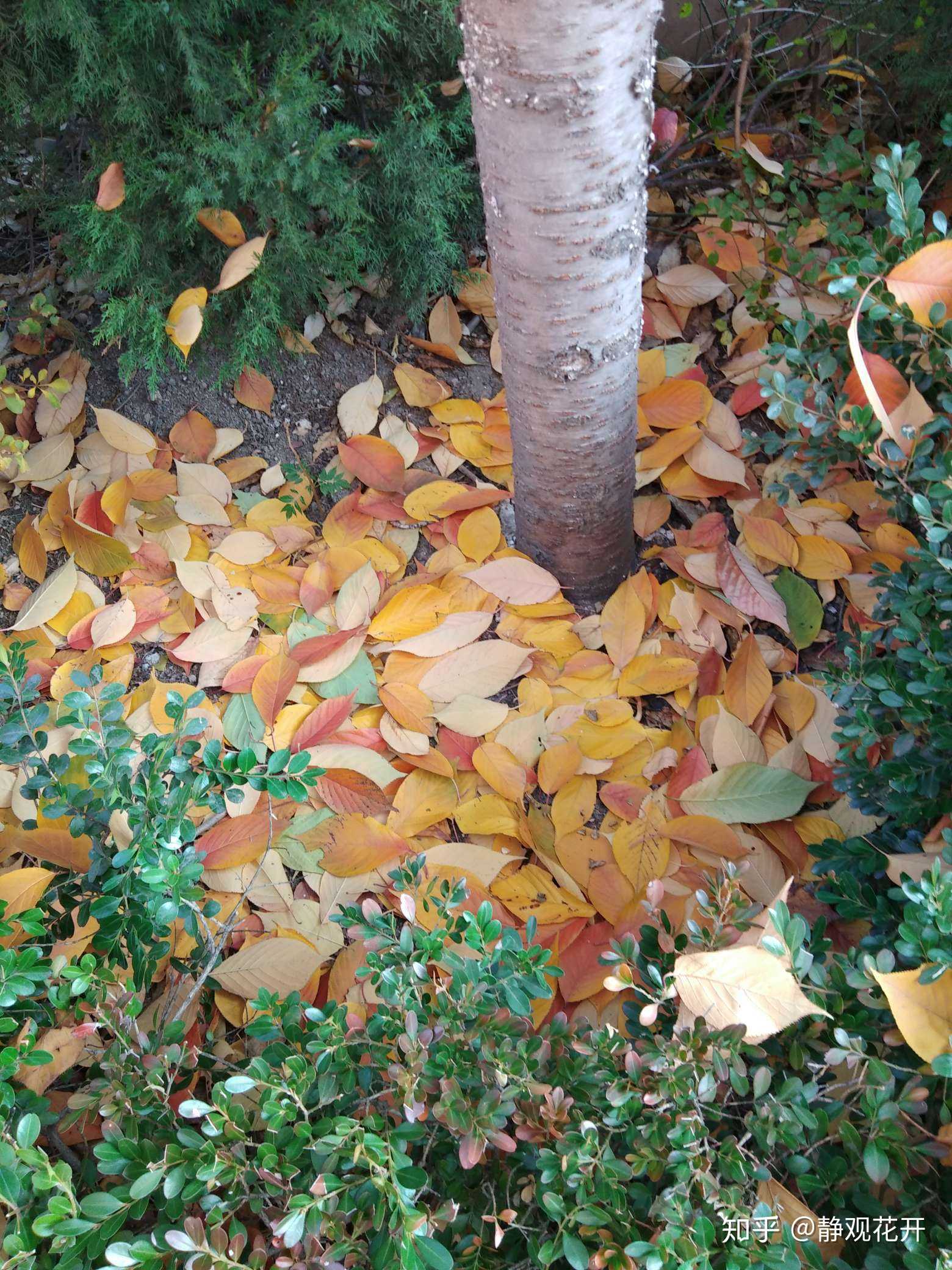 树叶掉光的图片图片