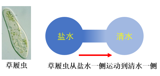 草履虫的趋利避害
