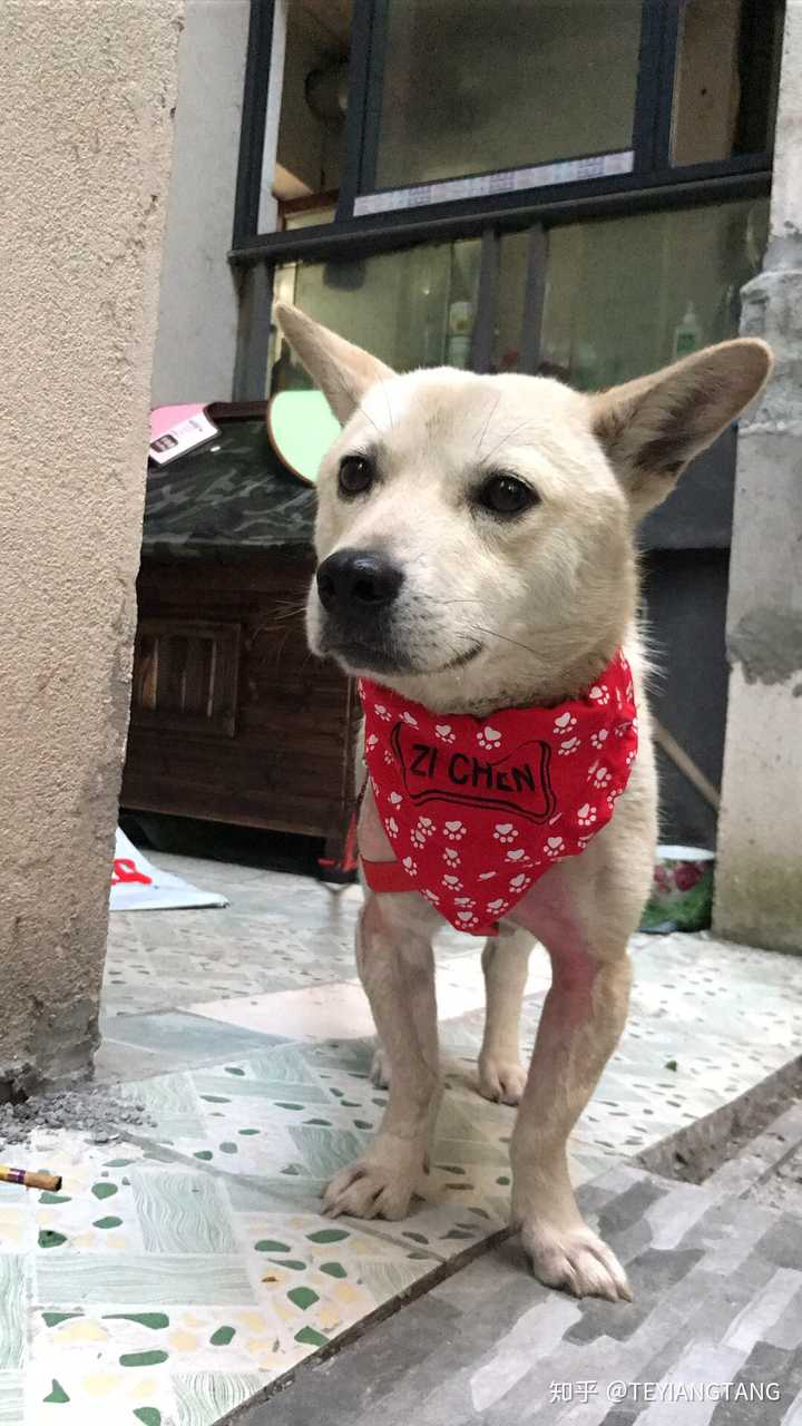 哪个瞬间让你真心地心疼一只狗 知乎