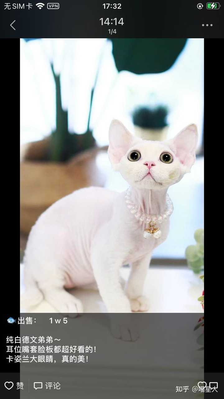 德文卷毛猫的掉毛程度 知乎 德文卷毛猫的掉毛程度 知乎