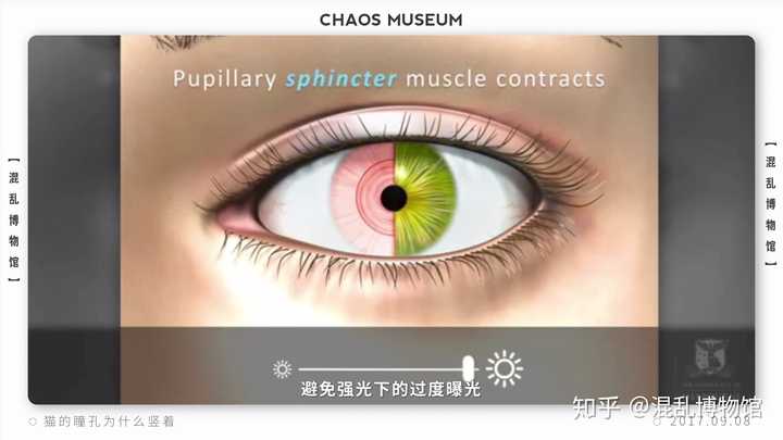 请问有什么关于猫的冷知识吗 知乎 请问有什么关于猫的冷知识吗 知乎