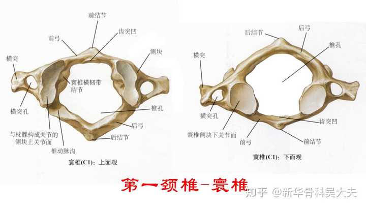 为什么寰椎没有椎体但还是椎骨? - 知乎