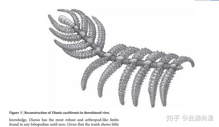 节肢动物虾的特征 异虫纲 异虫原虫
