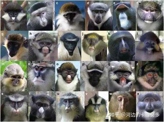 灵长目中的动物有哪些种类? - 知乎