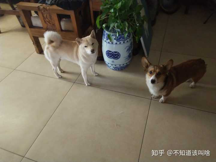 求问柴犬和柯基一起养是什么感受?