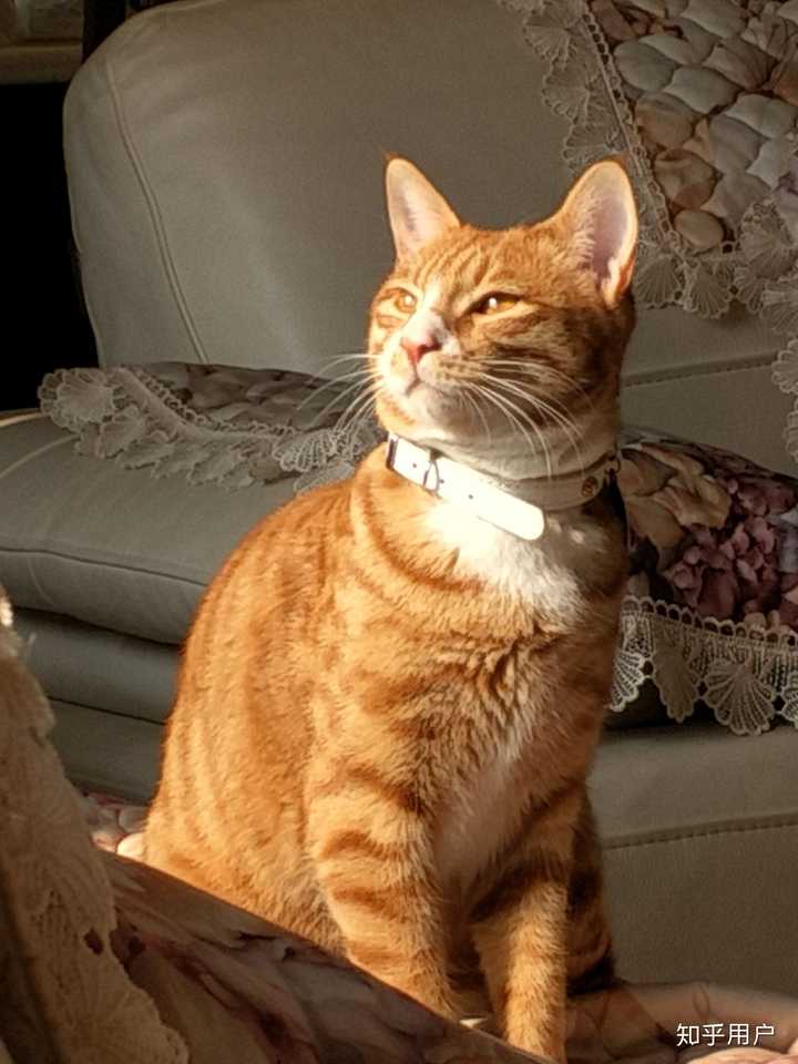 为什么会有橘猫容易长成胖子的说法?