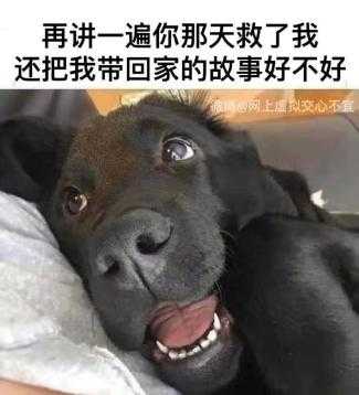 第一次养狗有什么注意事项 知乎