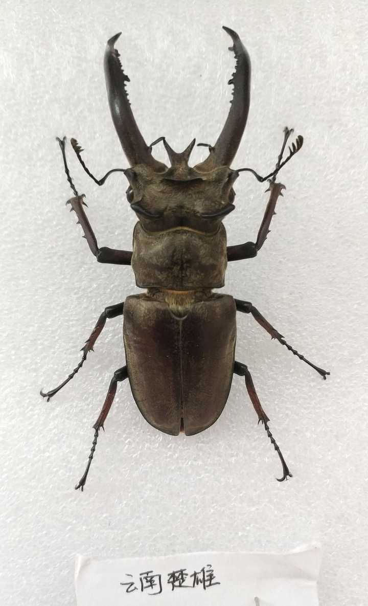 前段时间,出野外灯诱的锹甲,因为太热了没能熬住,死在了通往"吃