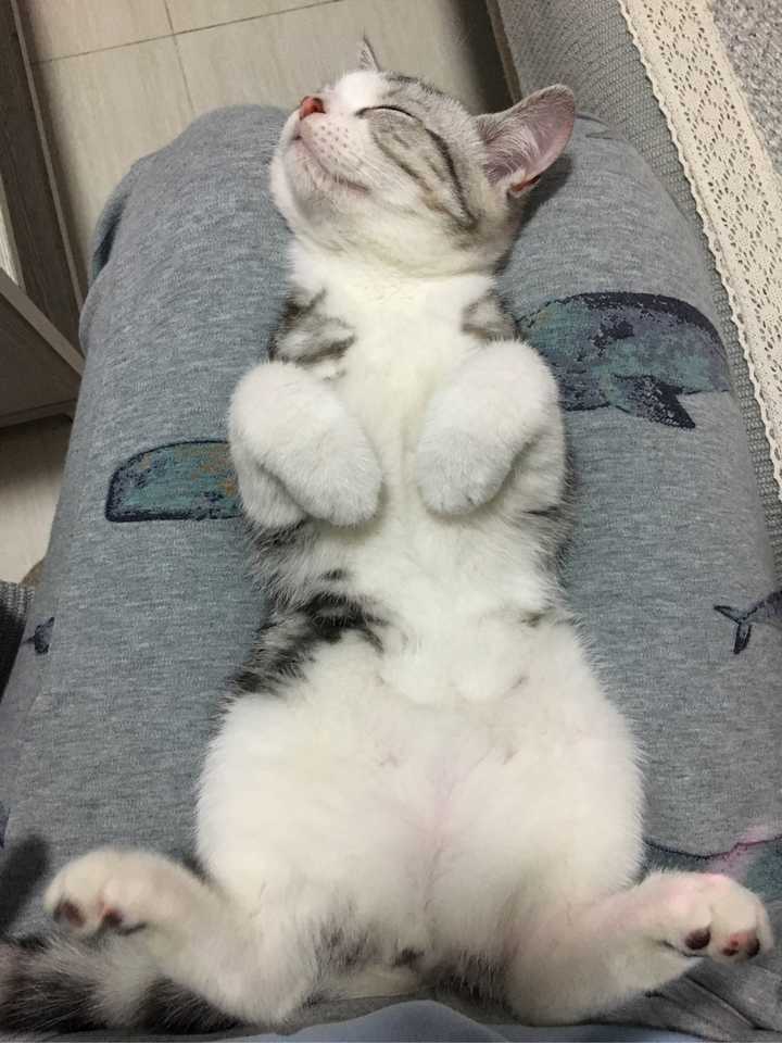 什么样的猫才叫做起司猫 知乎 什么样的猫才叫做起司猫 知乎