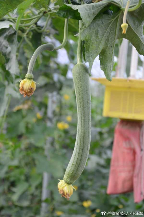 狮临 的想法: 狮临丝瓜果实圆柱状,直或稍弯,表面平滑… - 知乎