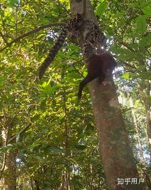 剑齿虎打得过狮子老虎吗?(剑齿虎与狮子体型对比)