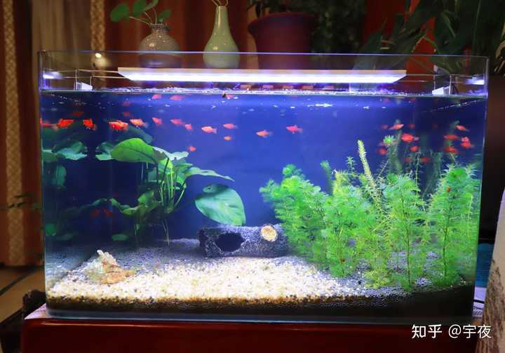 新手入门养鱼 该怎么开始 知乎