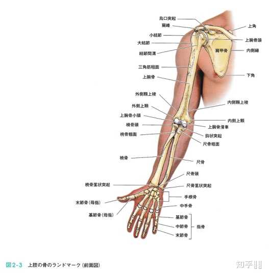 解剖学中凹 切迹 窝 髁等形态学名词如何区分 知乎用户的回答 知乎