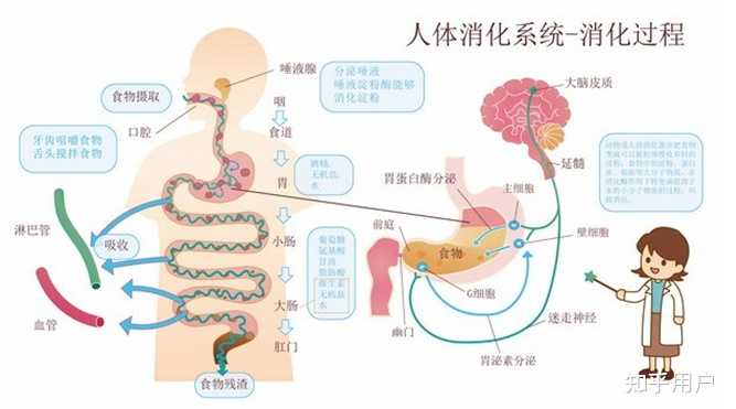 正常人每天总的排便量只有100～300克重吗？ - 知乎