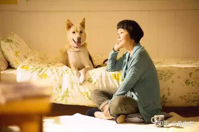 有哪些超感动的关于狗狗的电影 知乎 有哪些超感动的关于狗狗的电影 知乎