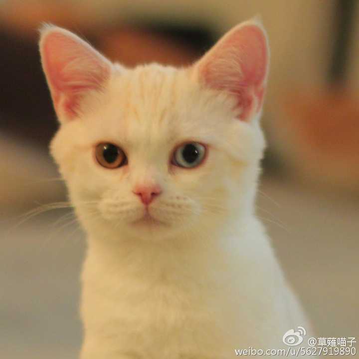 怎么判断一只奶猫长大之后好不好看 知乎