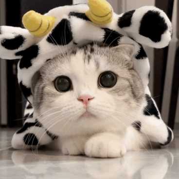 如何评价香香软软的小泡芙