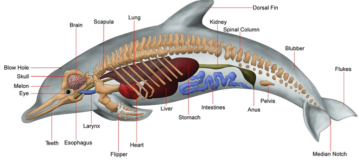 母海豚结构图图片