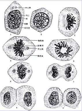 真核細胞的有絲分裂,圖片來自百度百科