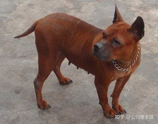 中华田园犬可以细分为多少品种 知乎 中华田园犬可以细分为多少品种 知乎