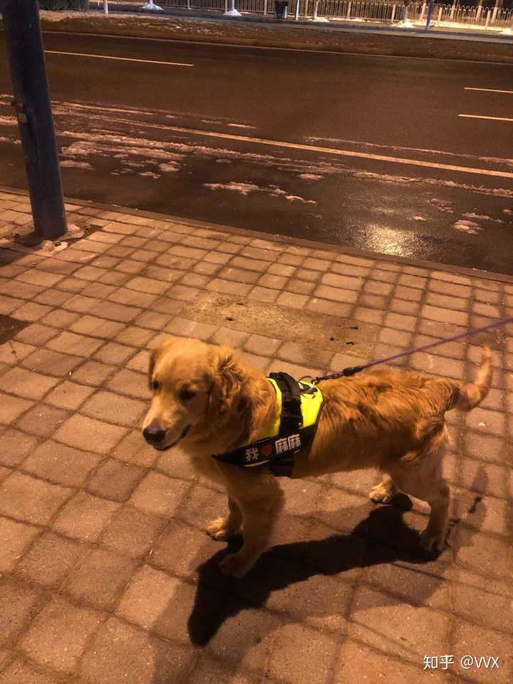 金毛四五个月这样子算不算瘦,如果瘦怎样才能增肥?