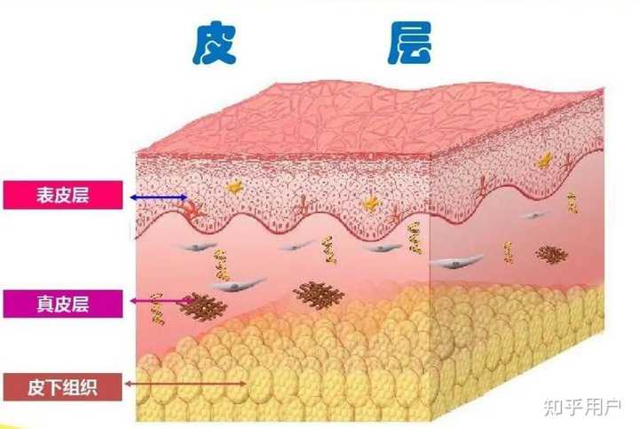 疤痕是如何一步步形成的? - 知乎