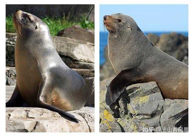 如何详细区分海象、海狮、海豹、儒艮、海牛、海狗? - 知乎